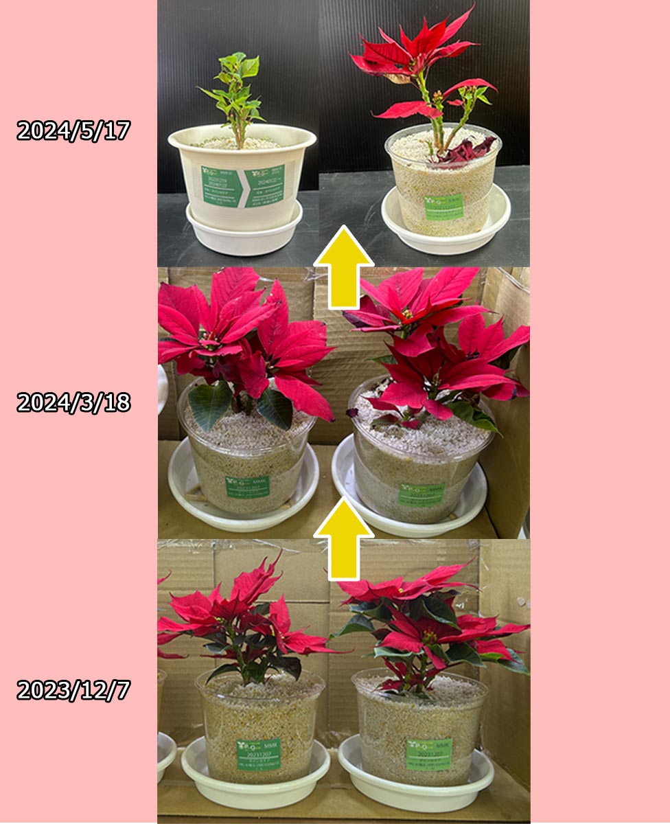 植物のスムーズな輸出入を実現。- PUREGROW - 無機物培土　ピュアグロウ