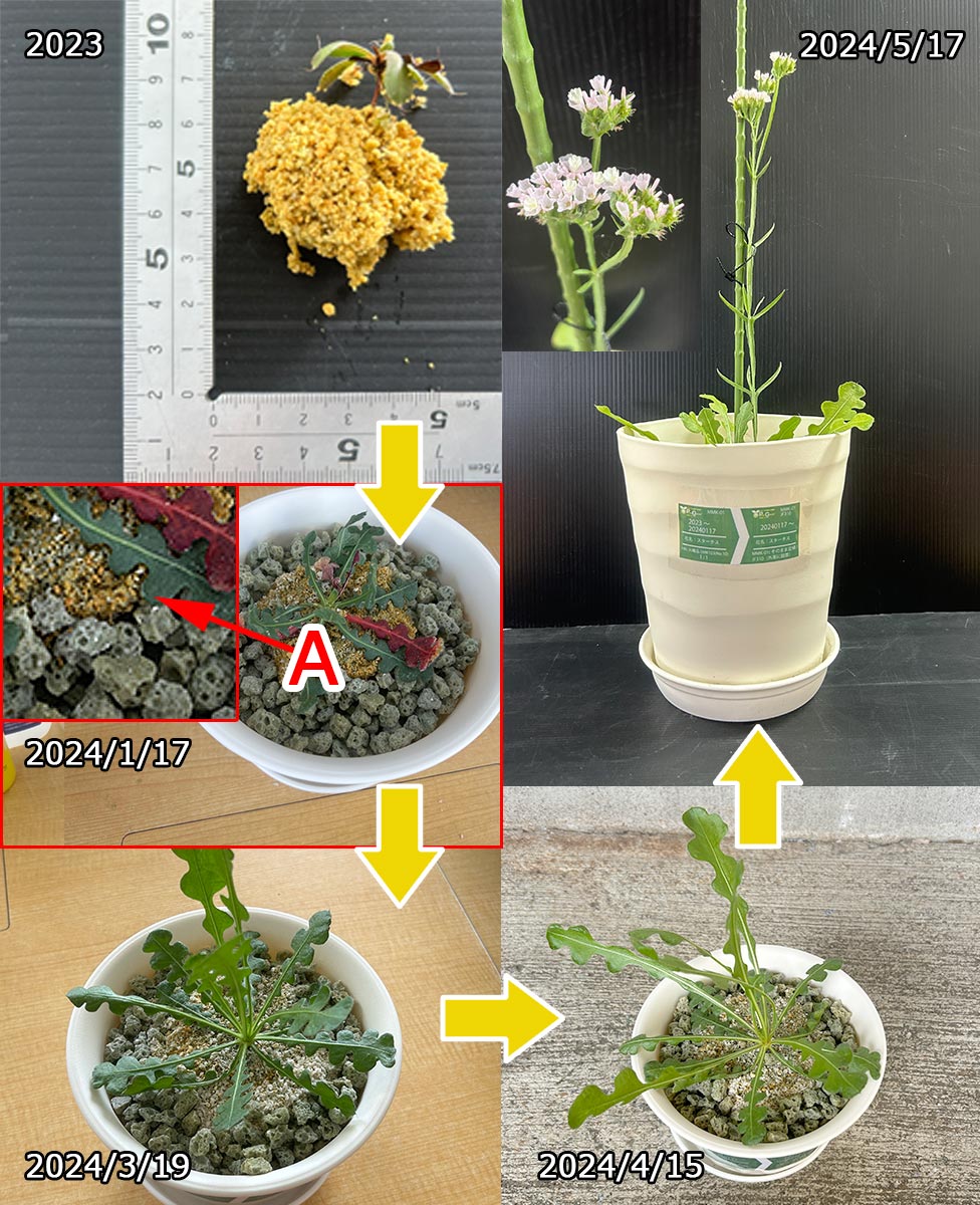 植物のスムーズな輸出入を実現。- PUREGROW - 無機物培土　ピュアグロウ