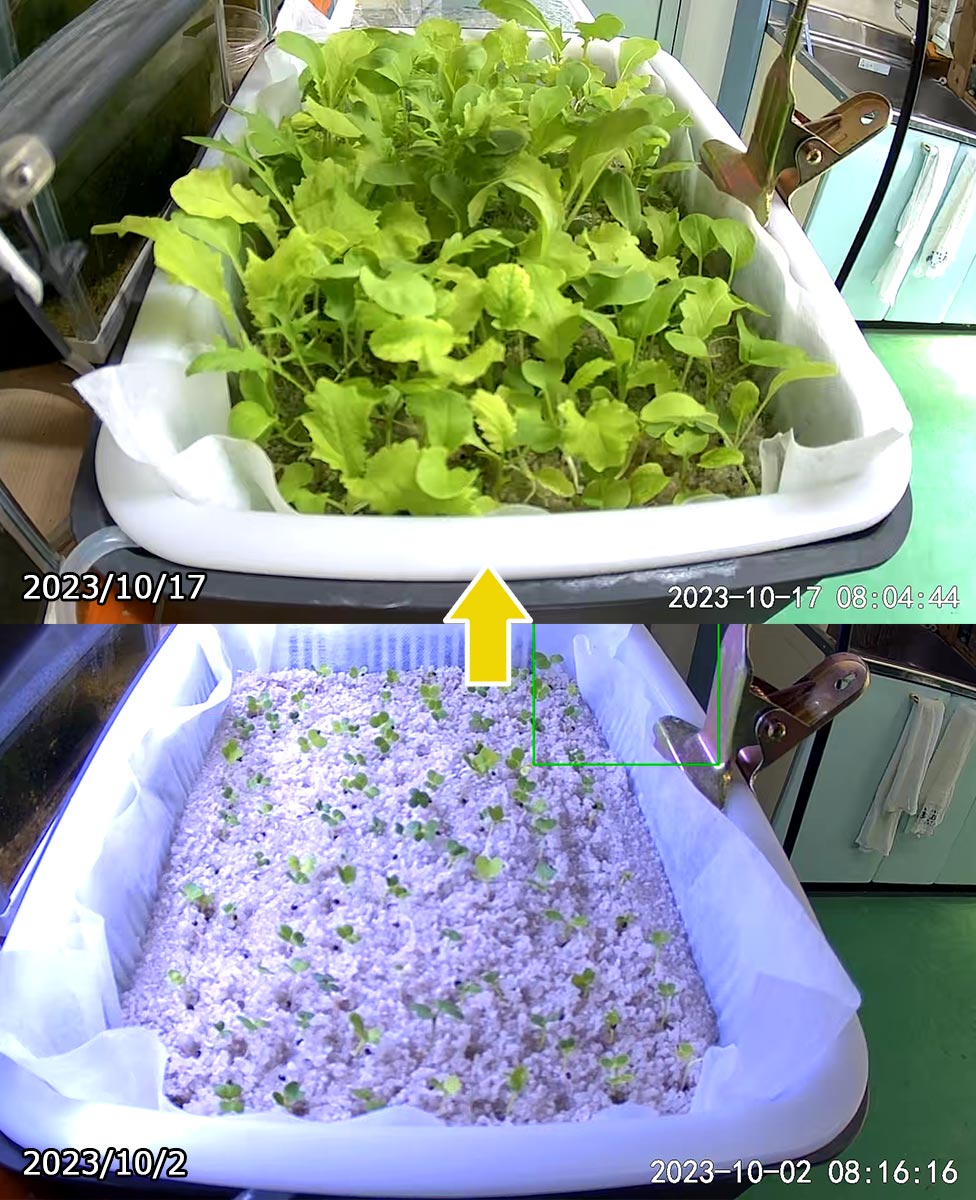 植物のスムーズな輸出入を実現。- PUREGROW - 無機物培土　ピュアグロウ
