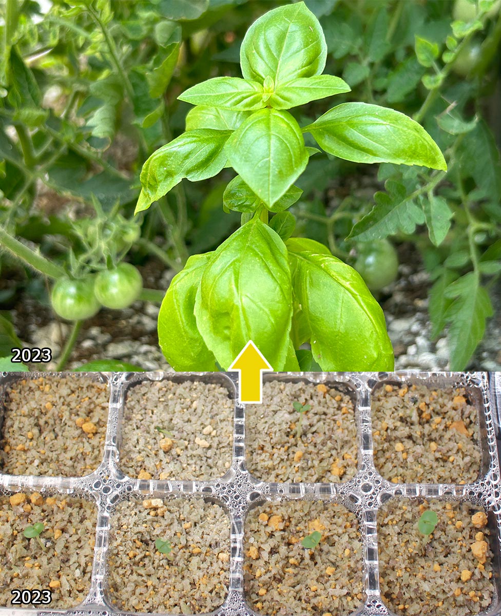 植物のスムーズな輸出入を実現。- PUREGROW - 無機物培土　ピュアグロウ