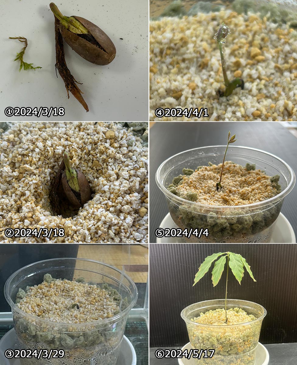 植物のスムーズな輸出入を実現。- PUREGROW - 無機物培土　ピュアグロウ