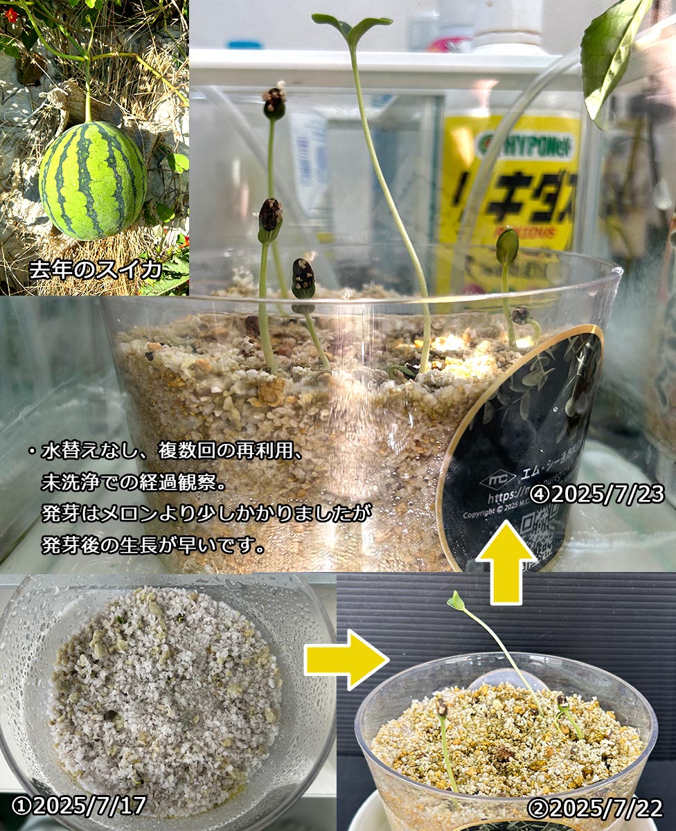 植物のスムーズな輸出入を実現。- PUREGROW - 無機物培土　ピュアグロウ